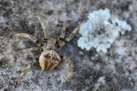 Araneus angulatus