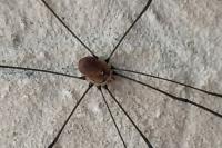 Opilio canestrinii