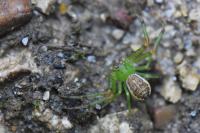 Diaea dorsata