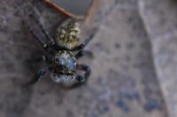 Carrhotus xanthogramma