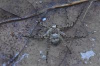 Philodromus margaritatus