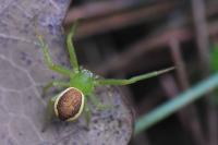 Diaea dorsata