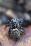 Carrhotus xanthogramma