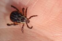 Dermacentor reticulatus