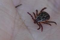 Dermacentor reticulatus