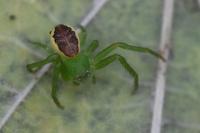 Diaea dorsata