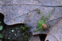 Diaea dorsata