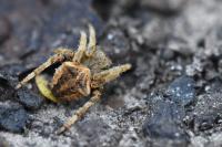 Araneus angulatus