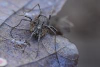 Odiellus spinosus