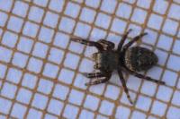 Dendryphantes rudis