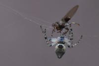 Cyclosa conica