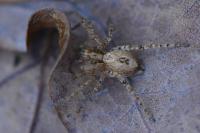 Anyphaena accentuata