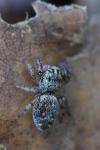 Macaroeris nidicolens