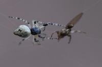 Cyclosa conica