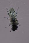 Cyclosa conica