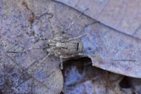 Odiellus spinosus