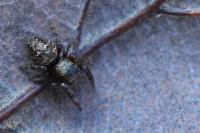 Dendryphantes rudis