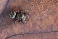 Dendryphantes rudis