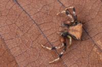 Pistius truncatus