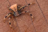 Pistius truncatus