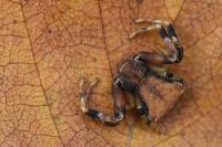 Pistius truncatus