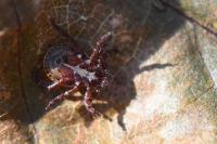 Dermacentor reticulatus