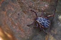 Dermacentor reticulatus