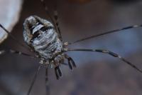 Dicranopalpus ramosus