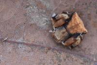 Pistius truncatus