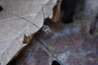 Dicranopalpus ramosus