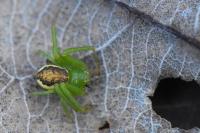 Diaea dorsata