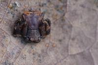Pistius truncatus