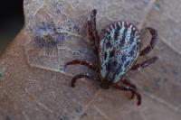 Dermacentor reticulatus