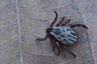 Dermacentor reticulatus