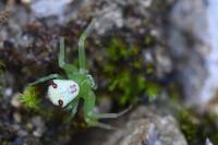 Ebrechtella tricuspidata