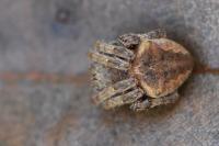 Araneus angulatus