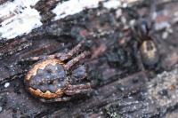 Nuctenea umbratica