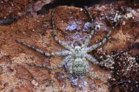 Philodromus margaritatus