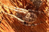 Larinioides sclopetarius