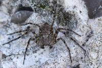 Philodromus margaritatus