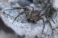 Philodromus margaritatus