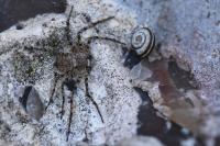 Philodromus margaritatus