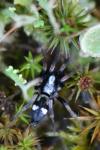 Kishidaia conspicua