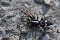 Kishidaia conspicua