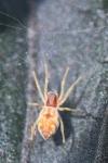Nigma flavescens
