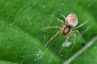 Nigma flavescens