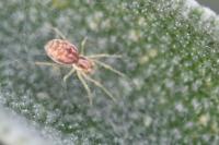 Nigma flavescens