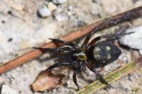Callilepis