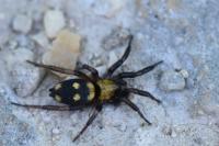 Callilepis