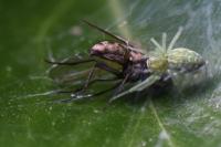 Nigma walckenaeri